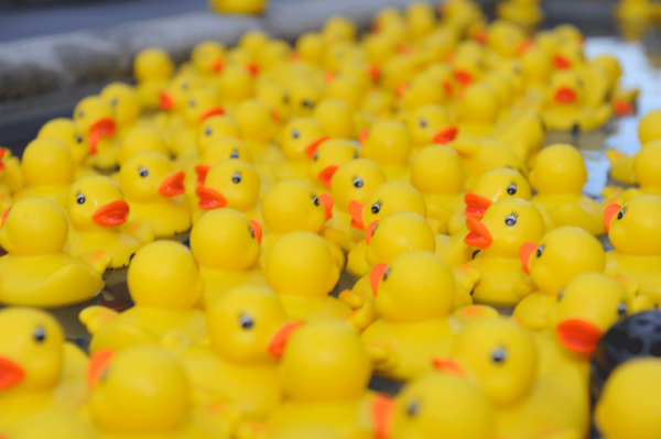 Kreis Wasser Guerilla Aktion Enten Stadt St.Gallen Nahaufnahme